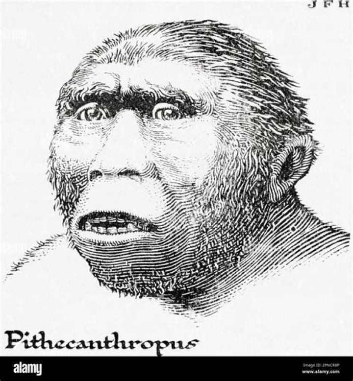 What is pithecanthropus erectus?