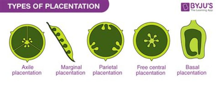 What is placentation and its types?