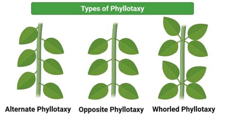 What is plant phyllotaxis?