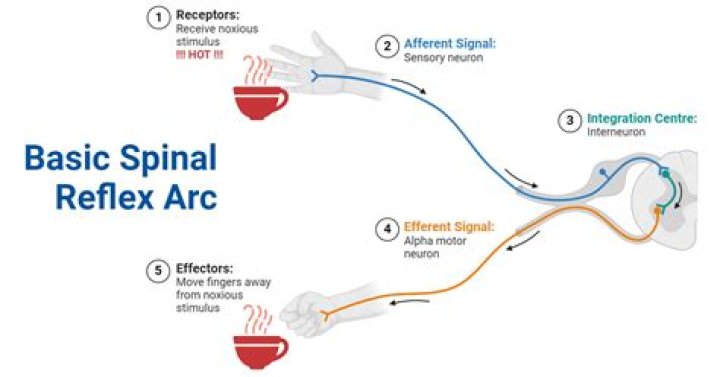 What is polysynaptic arc?