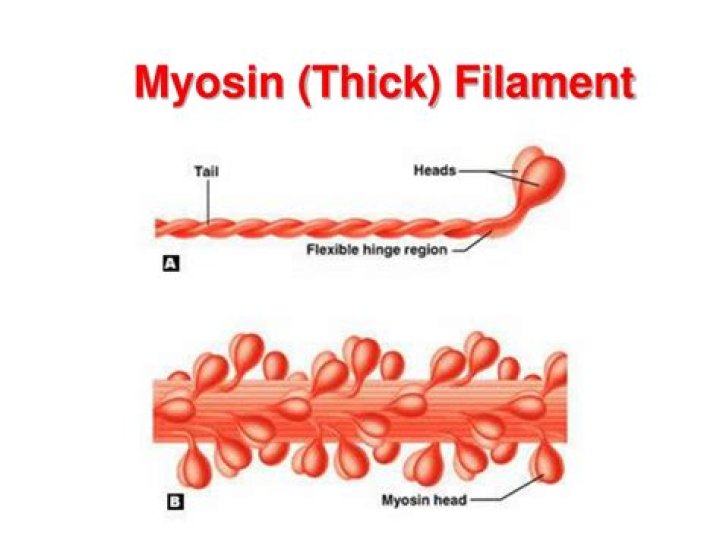 What is predominately made up of myosin?