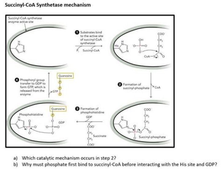 What is produced when succinyl coa is changed to succinate?