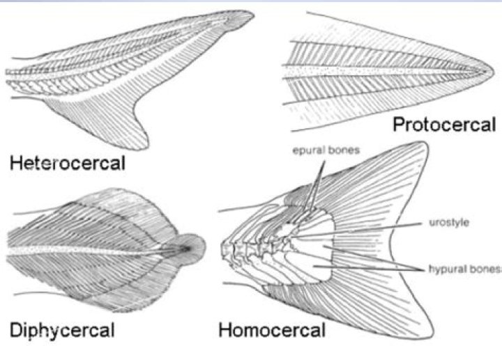 What is protocercal tail?