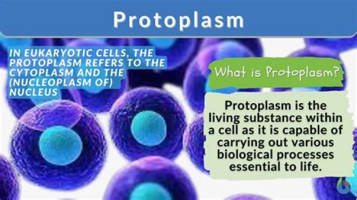 What is protoplasm and its function?