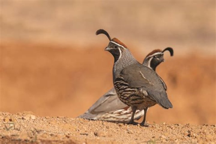 What is quail galantine?