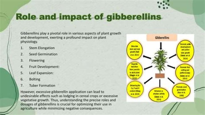 What is role of gibberellin in rosette plants?