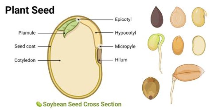 What is seed pod?