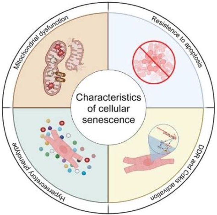 What is senescence in psychology?