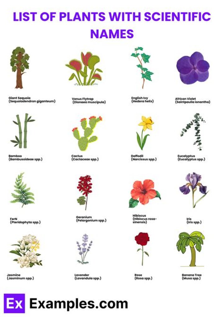 What is sigillaria scientific name?