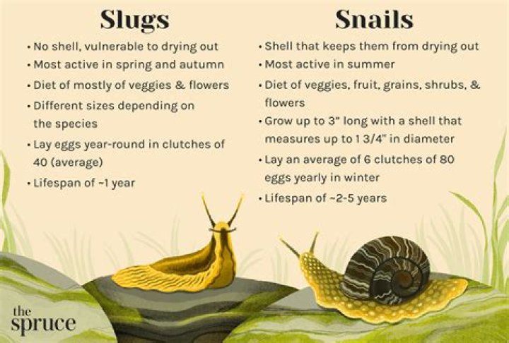 What is slug jug?