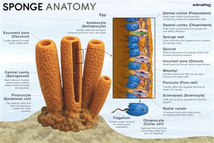 What is spongocoel made of?
