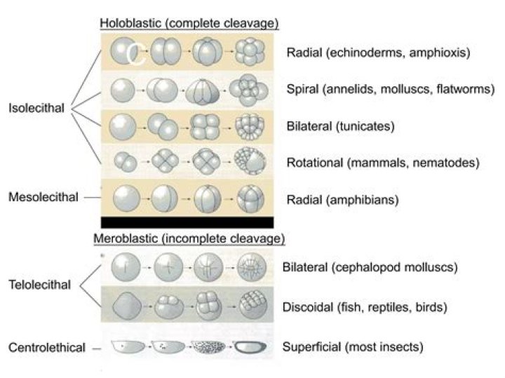 What is superficial meroblastic?