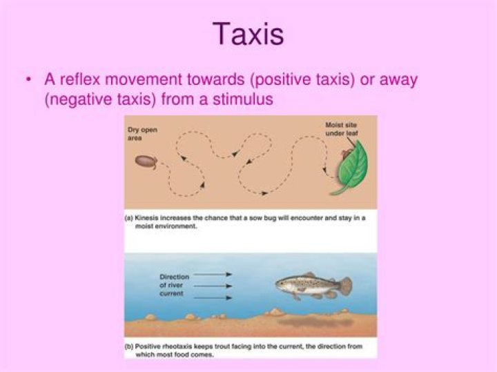 What is taxis in biology?