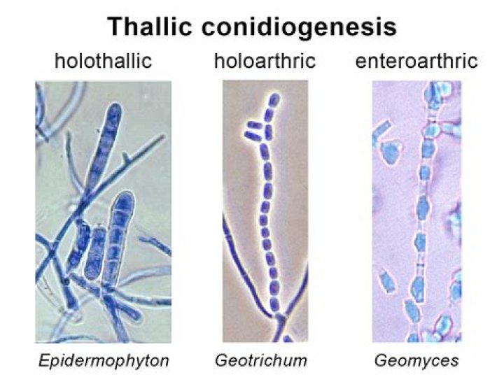 What is thallic conidia?