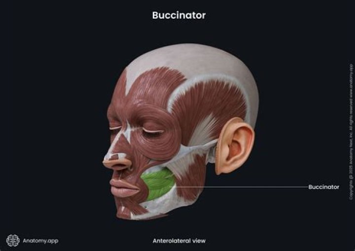 What is the action of the buccinator muscle?