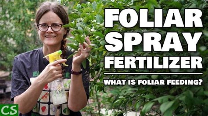 What is the best foliar spray?