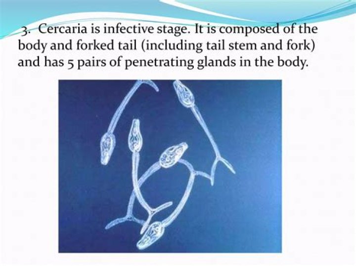 What is the cercaria stage?
