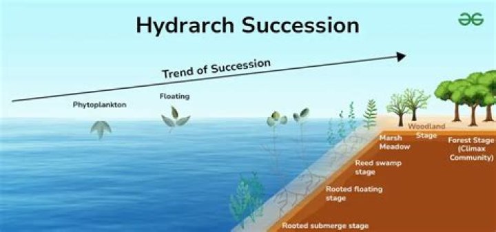 What is the definition of hydrarch succession?