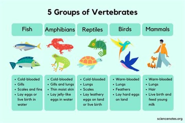 What is the definition of vertebrate?
