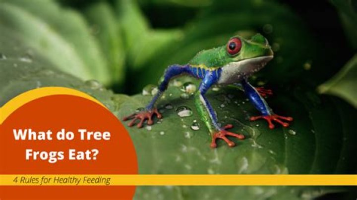 What is the diet of a red eyed tree frog?