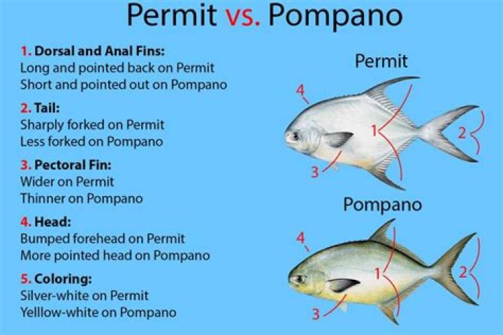 What is the difference between pomfret and pompano?