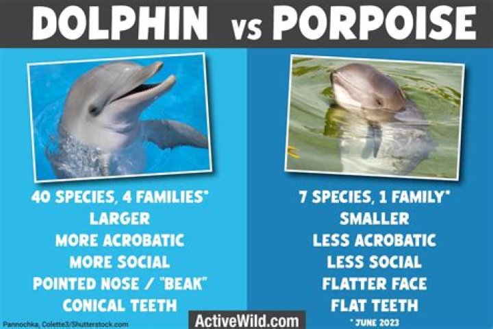 What is the difference between prior and before?