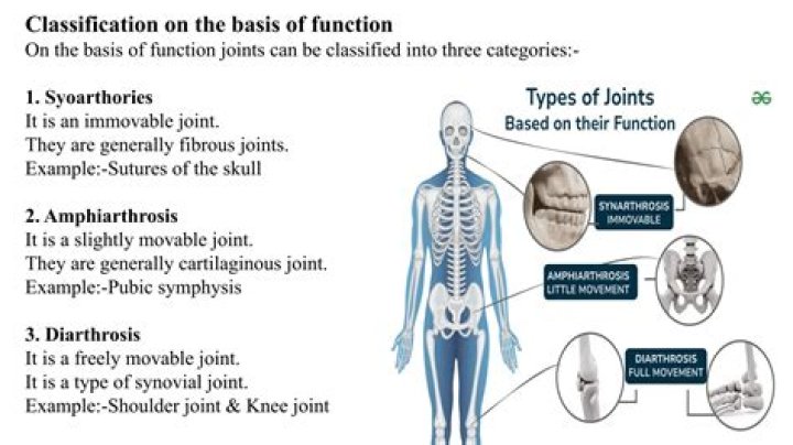 What is the difference between synarthrosis amphiarthrosis and diarthrosis?