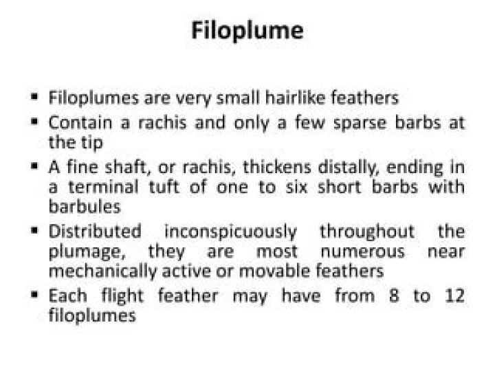 What is the function of filoplume?