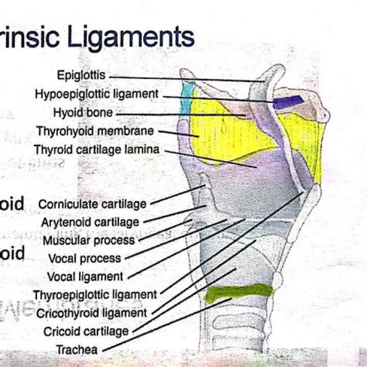 What is the function of lateral glossoepiglottic fold?