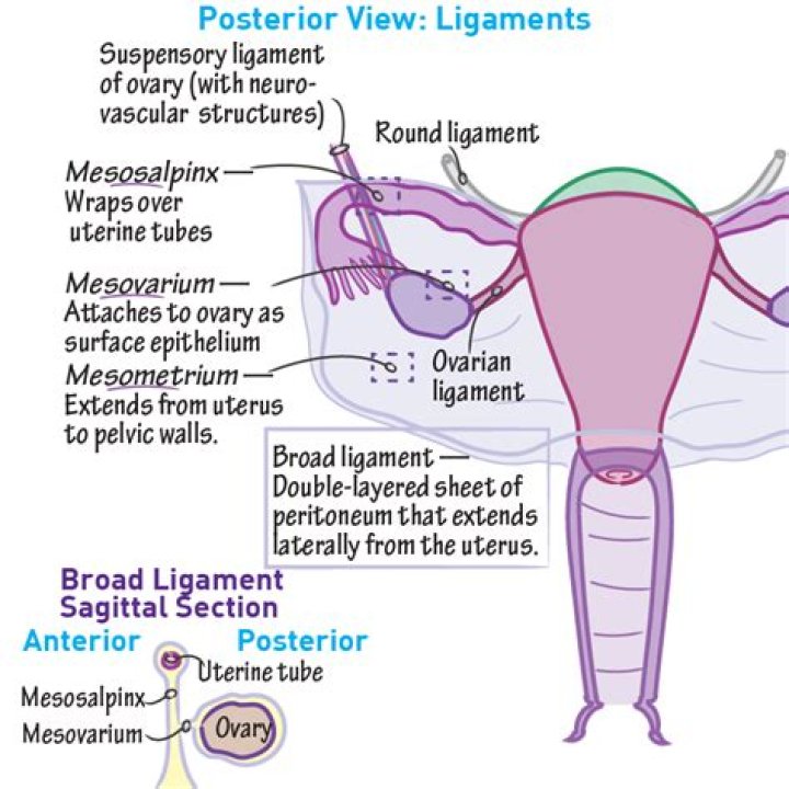 What is the function of mesosalpinx?