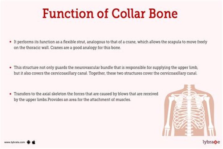 What is the function of the clitellum quizlet?