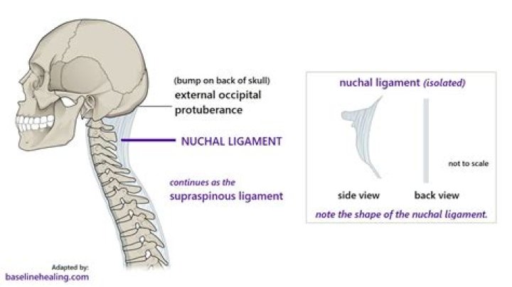 What is the function of the ligamentum nuchae?