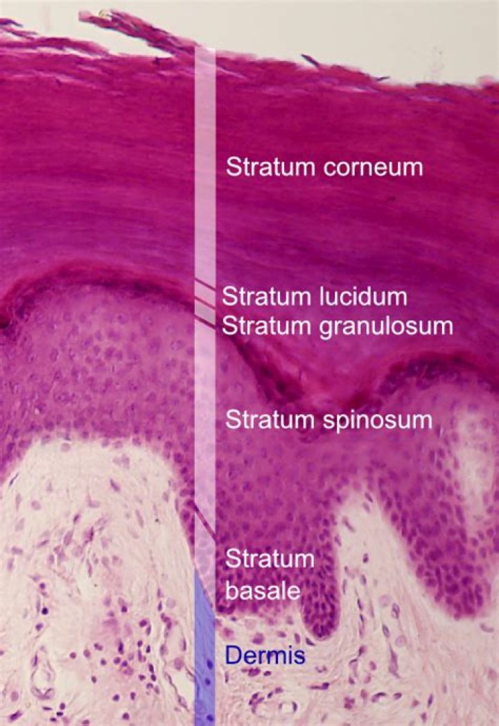 What is the function of the stratum corneum?