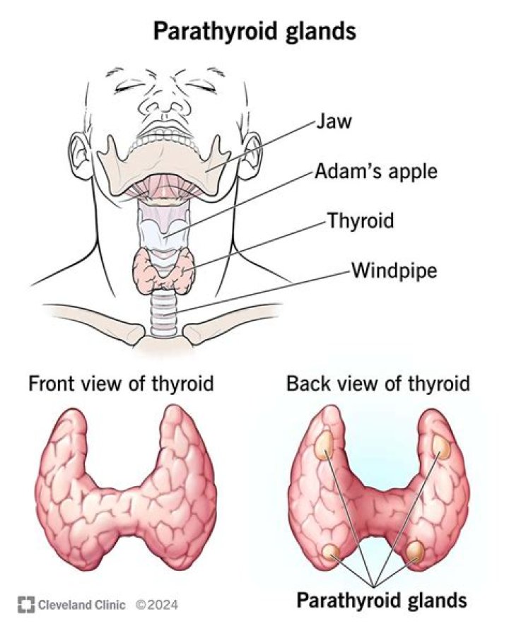 What is the function of your parathyroid?