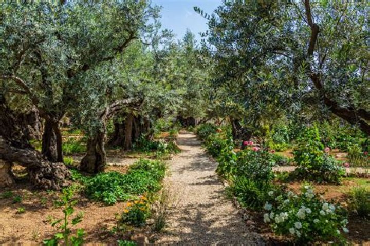 What is the garden of gethsemane?