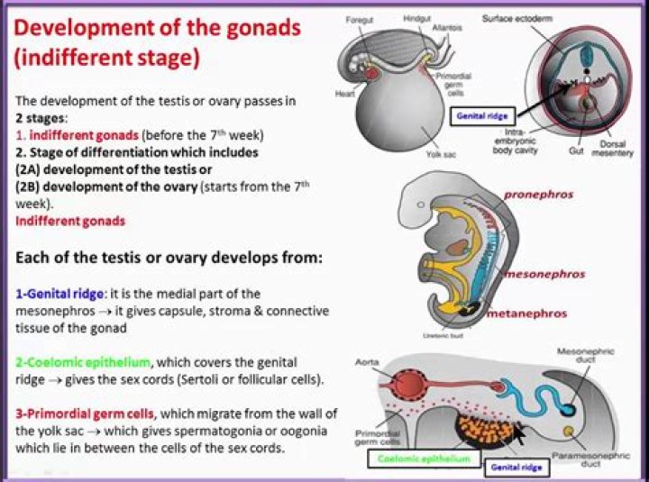 What is the gonad in the male reproductive system?