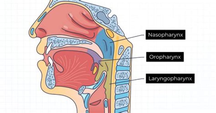 What is the laryngopharynx lined with?