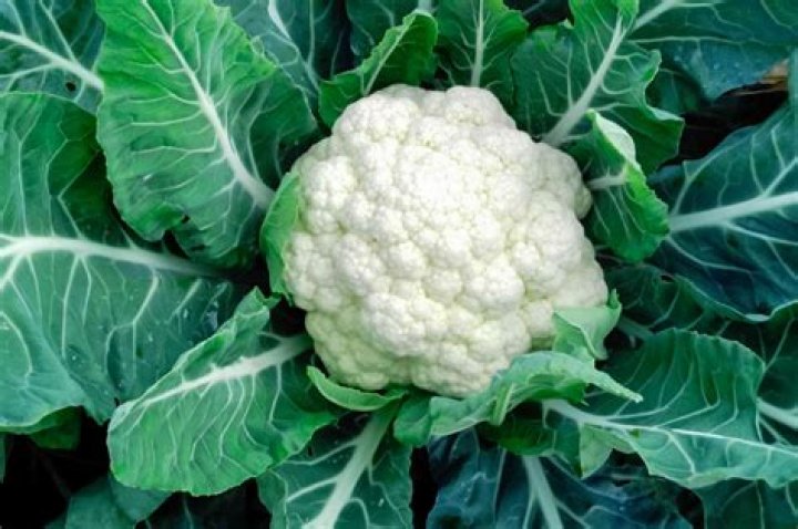 What is the meaning of cauliflorous?