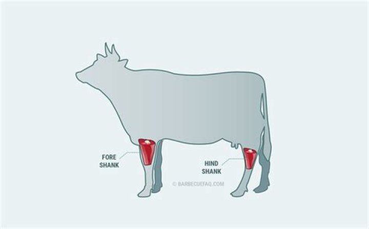 What is the meaning of foreshank?