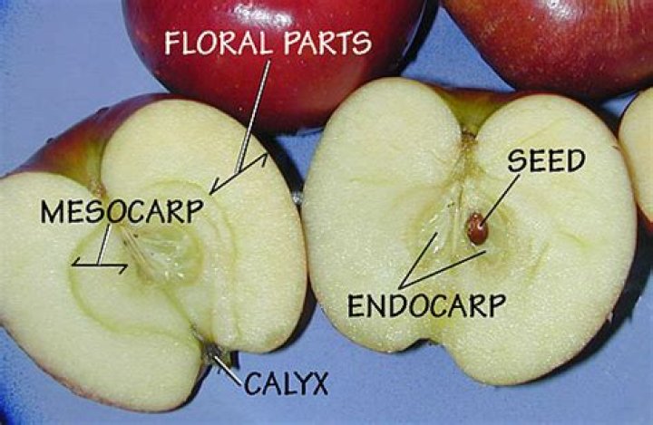 What is the meaning of pseudocarp?