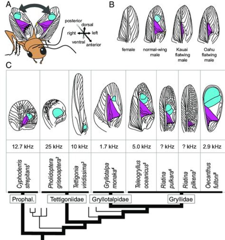What is the meaning of stridulatory?