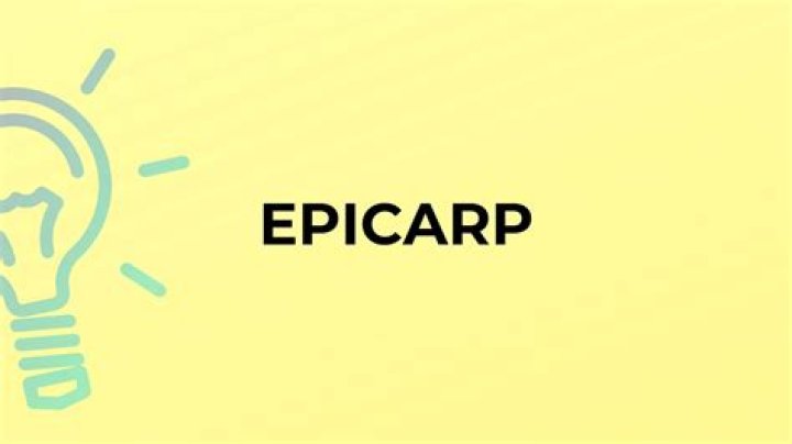 What is the meaning of the word epicarp?