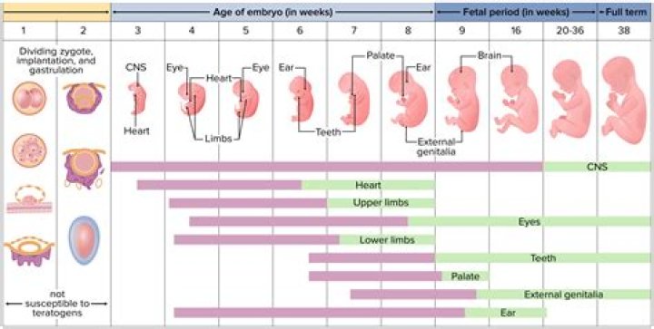 What is the organ that nourishes the fetus?