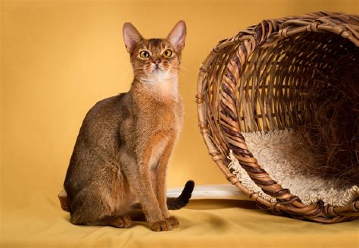 What is the personality of an abyssinian cat?
