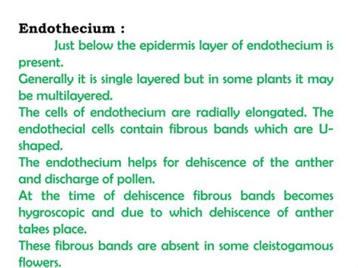 What is the ploidy of endothecium?