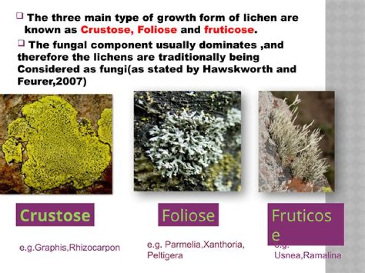 What is the purpose of a foliose lichen?