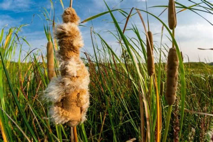 What is the purpose of cattails?