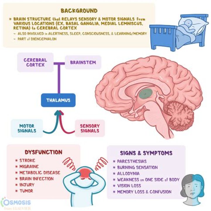 What is the role of the retina?