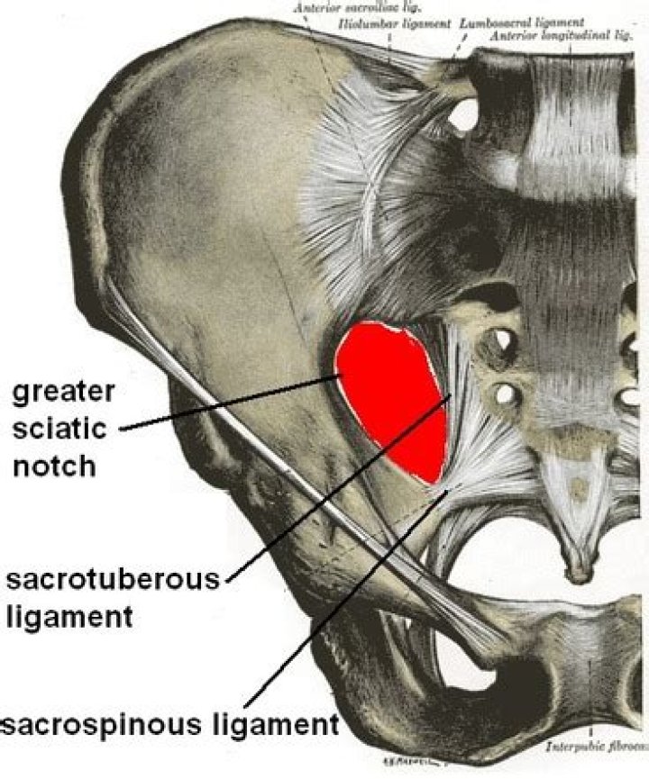 What is the sciatic notch?
