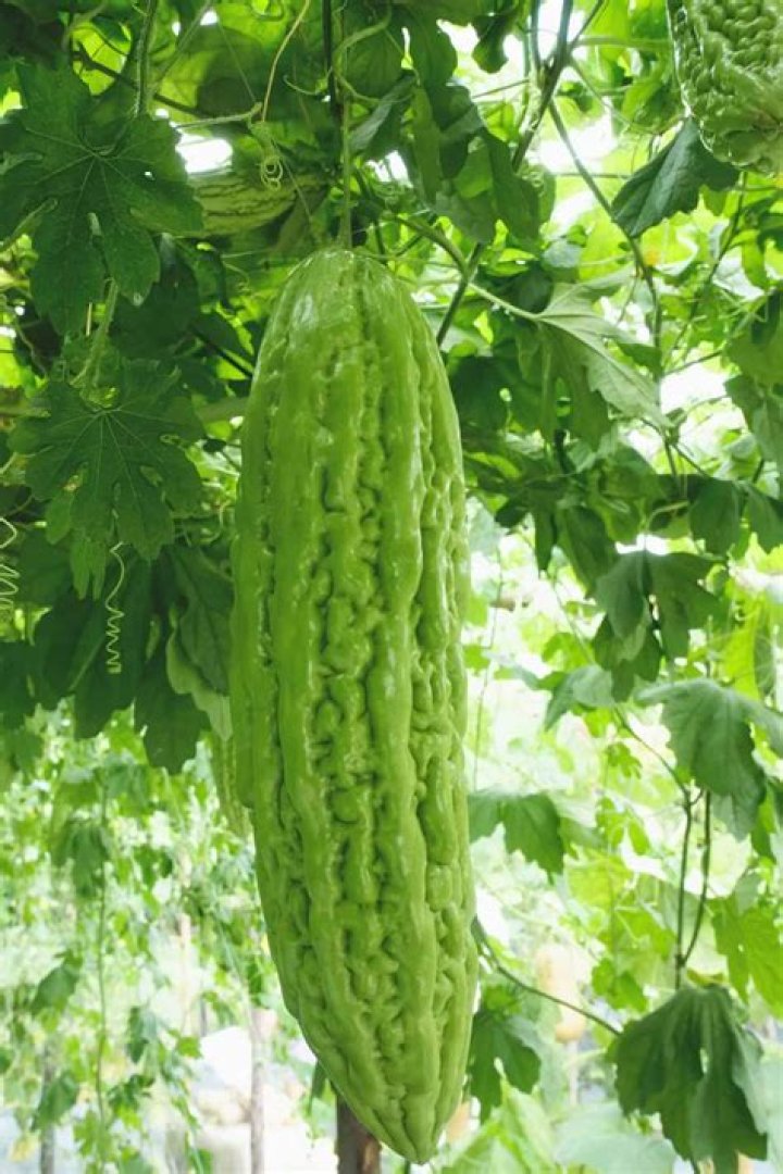 What is the specialized structure of ampalaya?